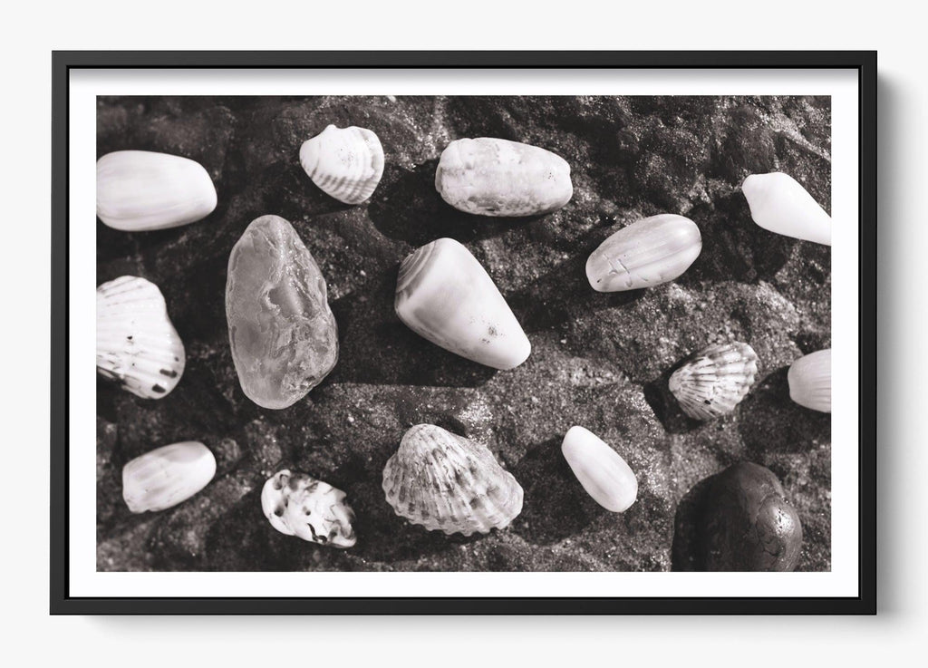 Shells Of White