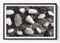 Shells Of White