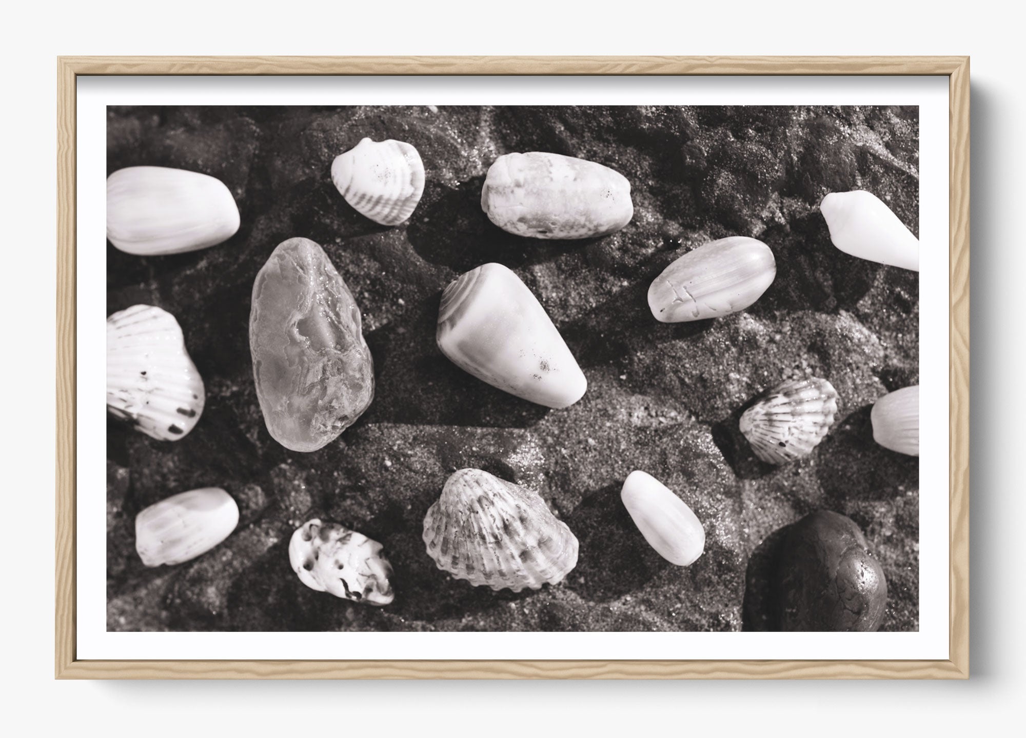 Shells Of White