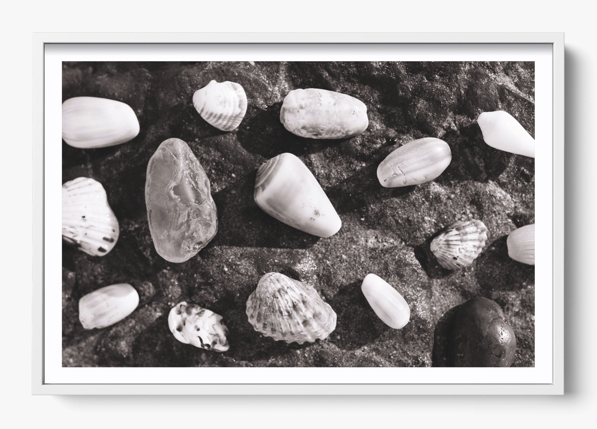 Shells Of White