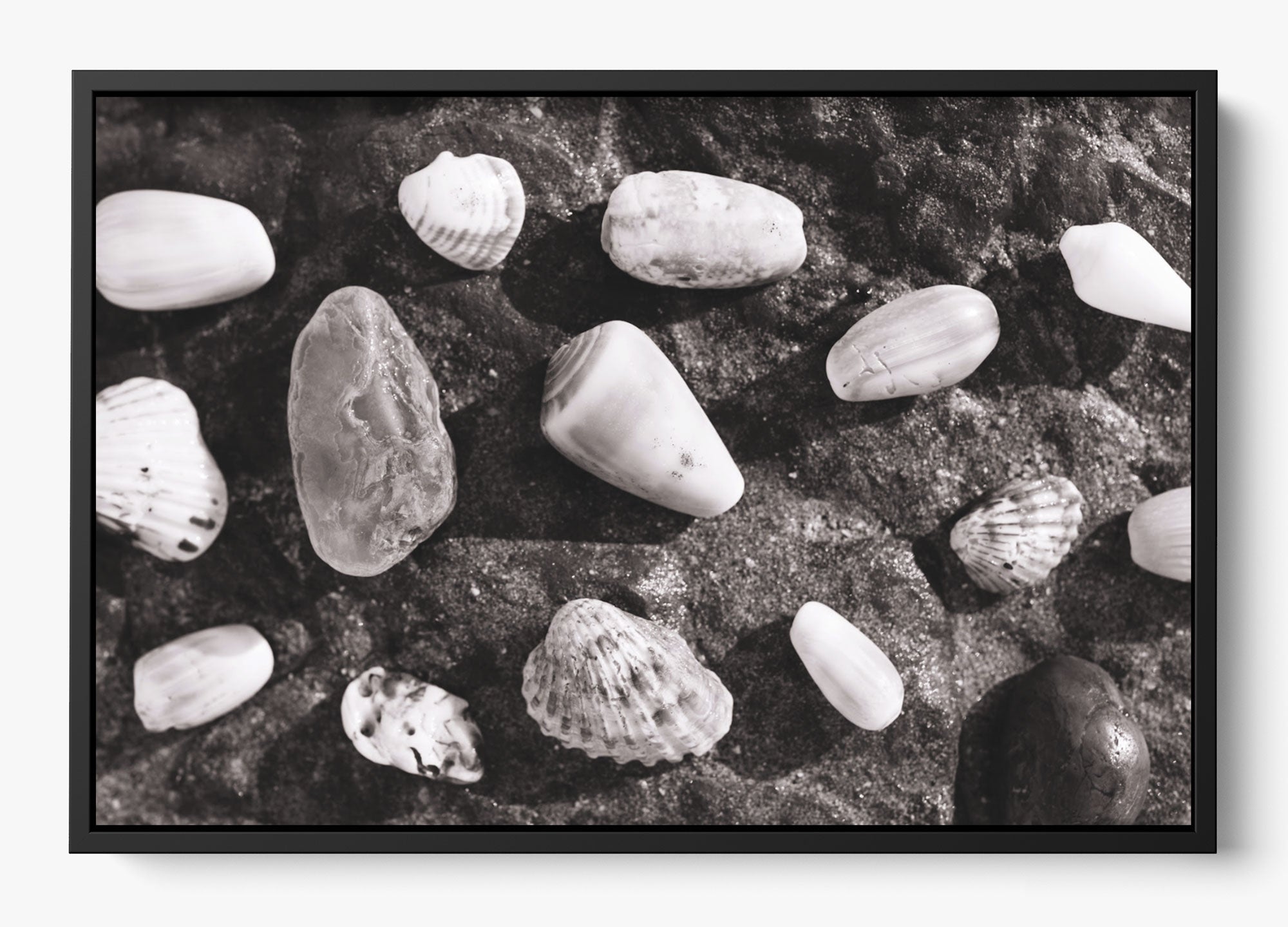 Shells Of White