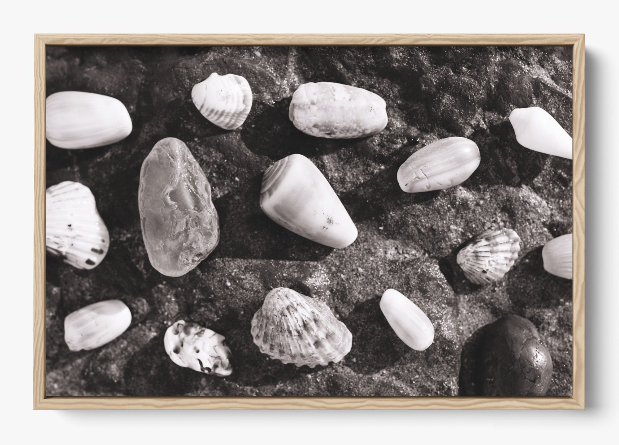 Shells Of White