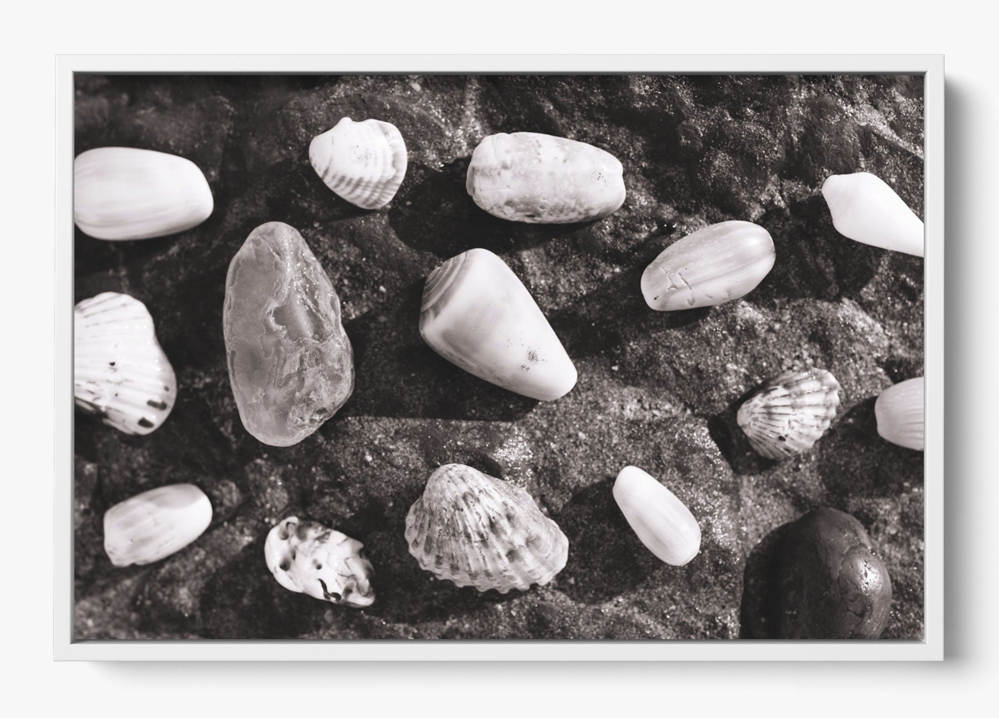 Shells Of White