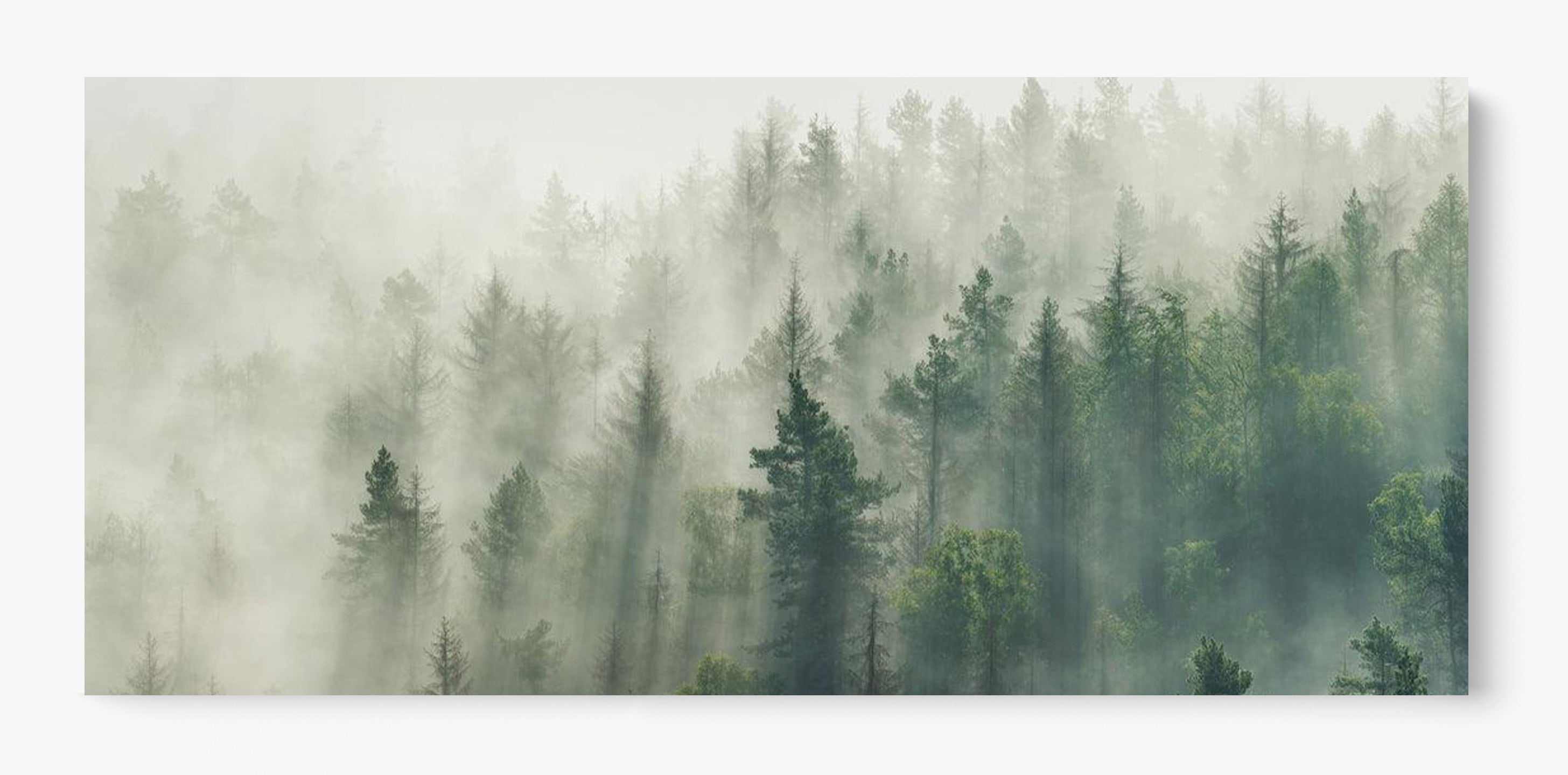 Foggy Pines