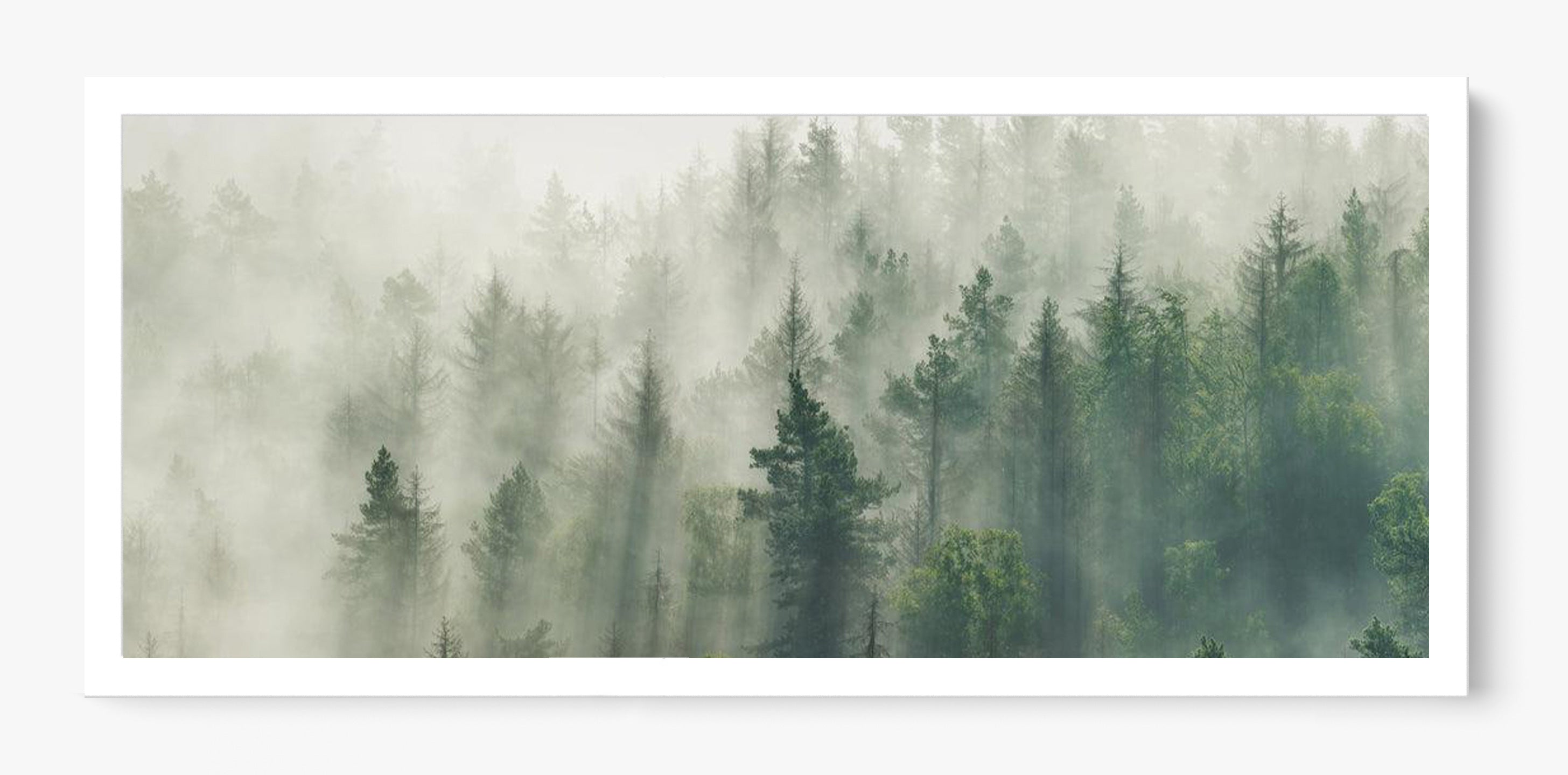 Foggy Pines