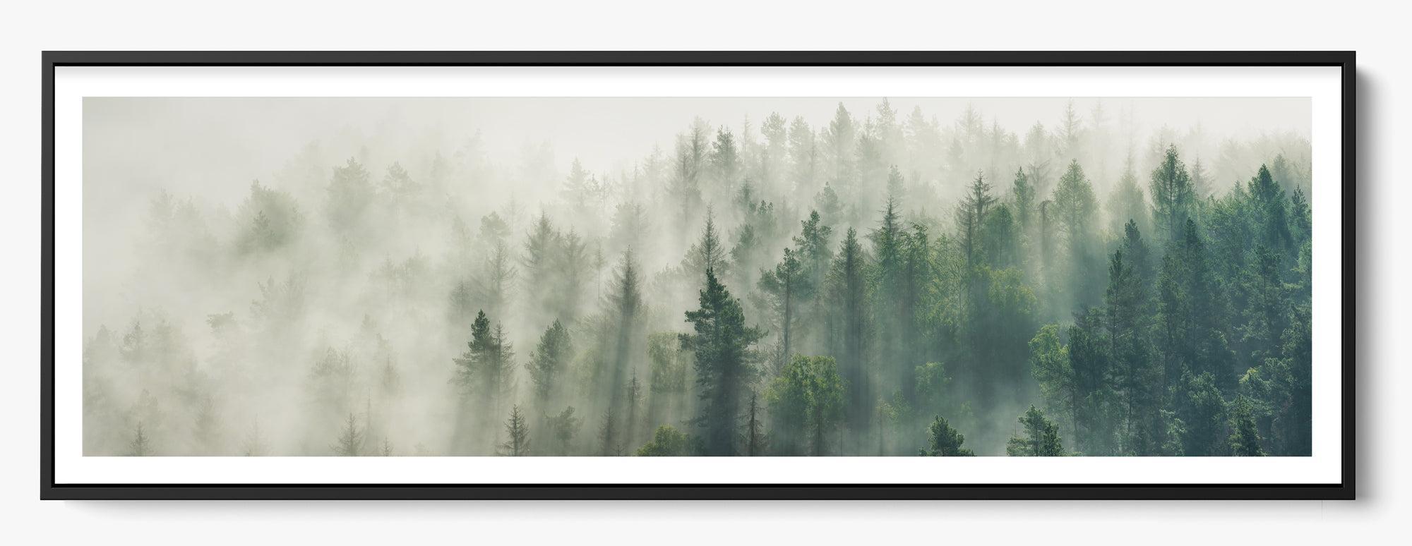 Foggy Pines