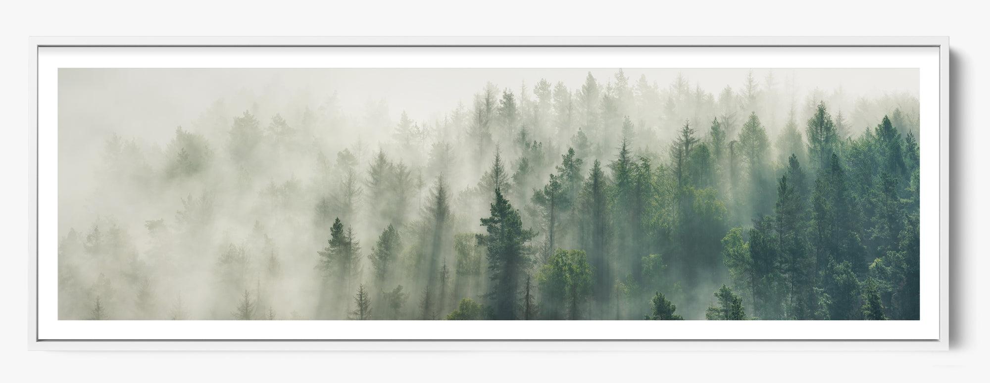 Foggy Pines