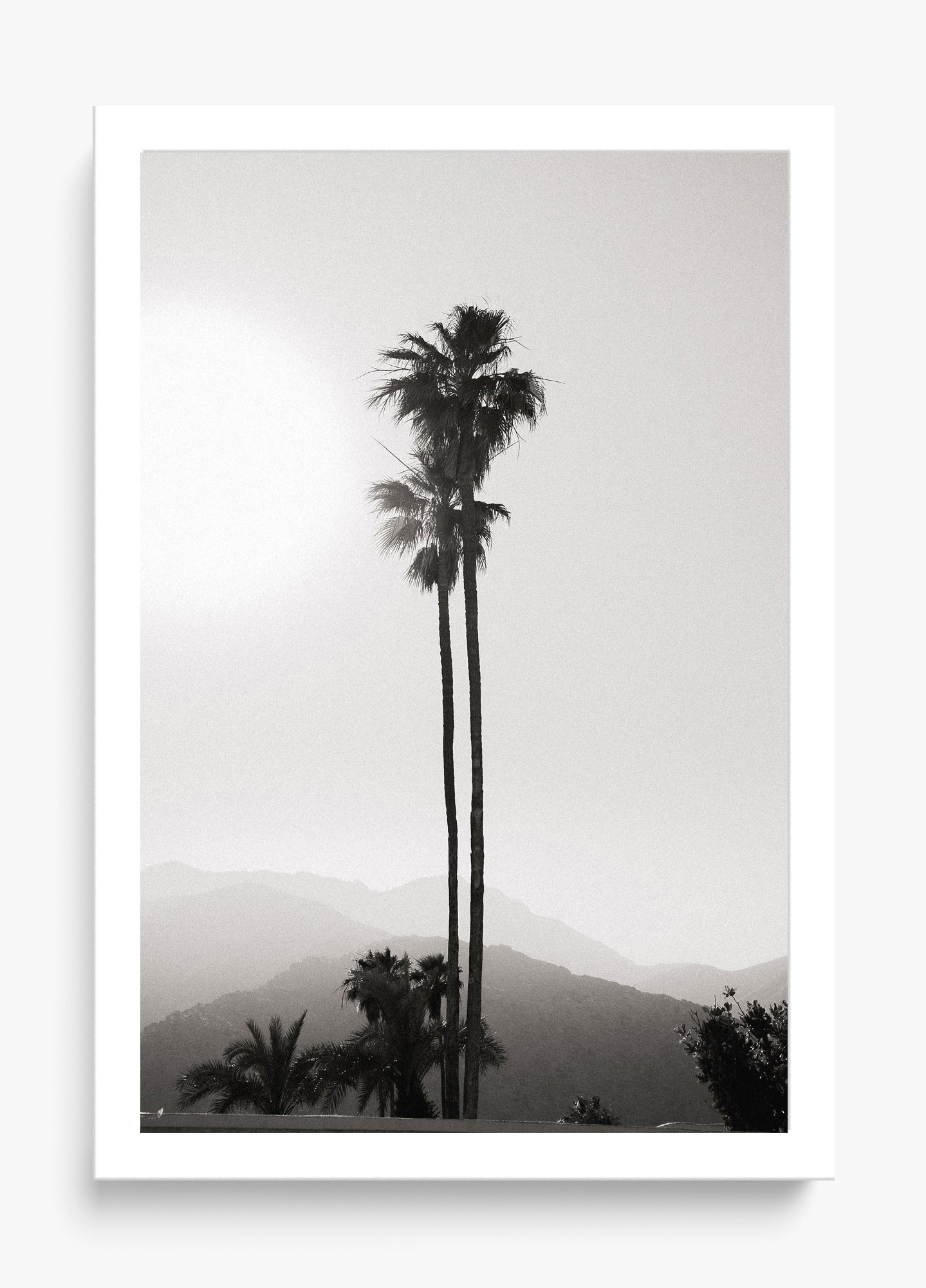 Twinning Palms