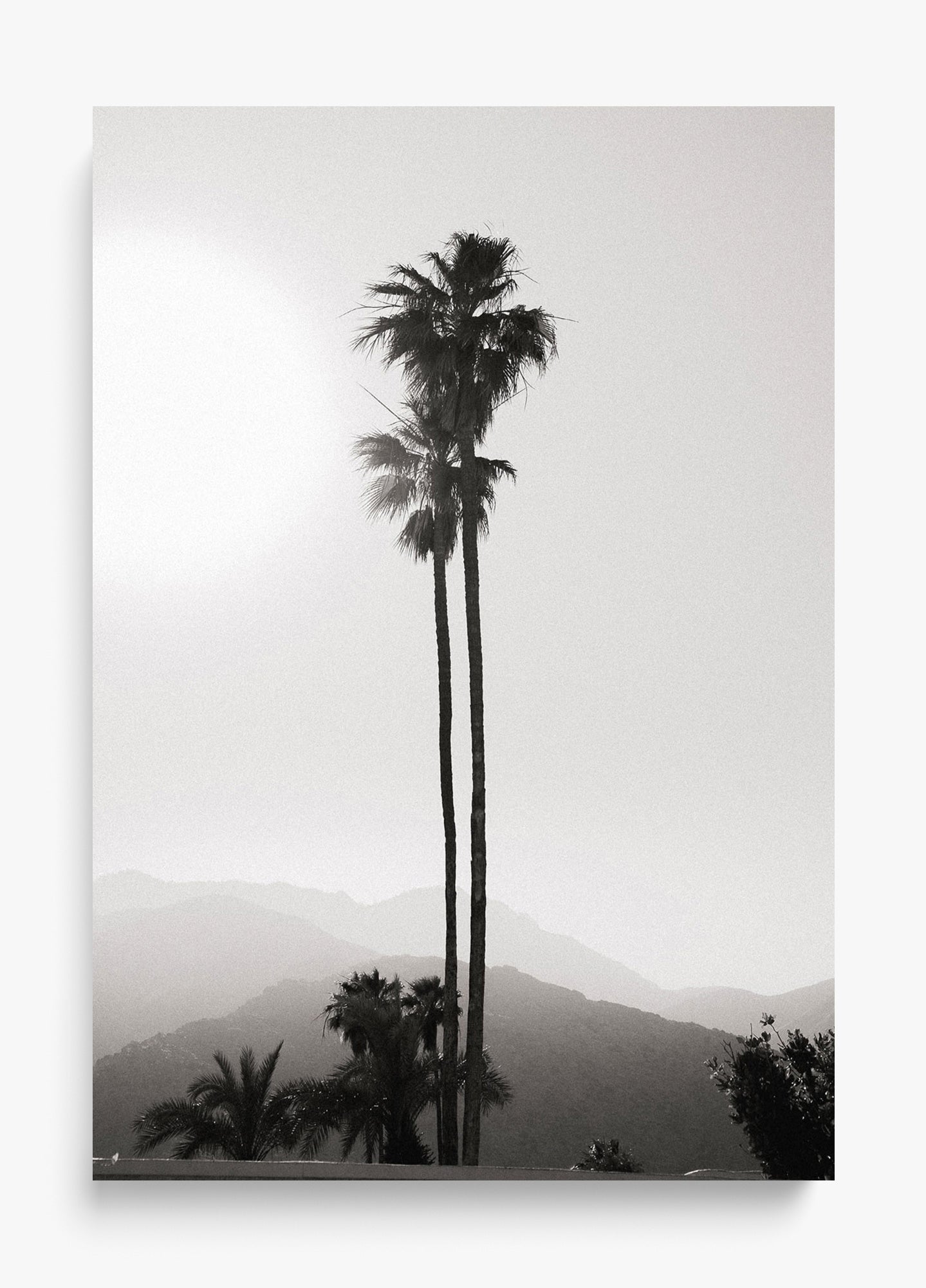 Twinning Palms