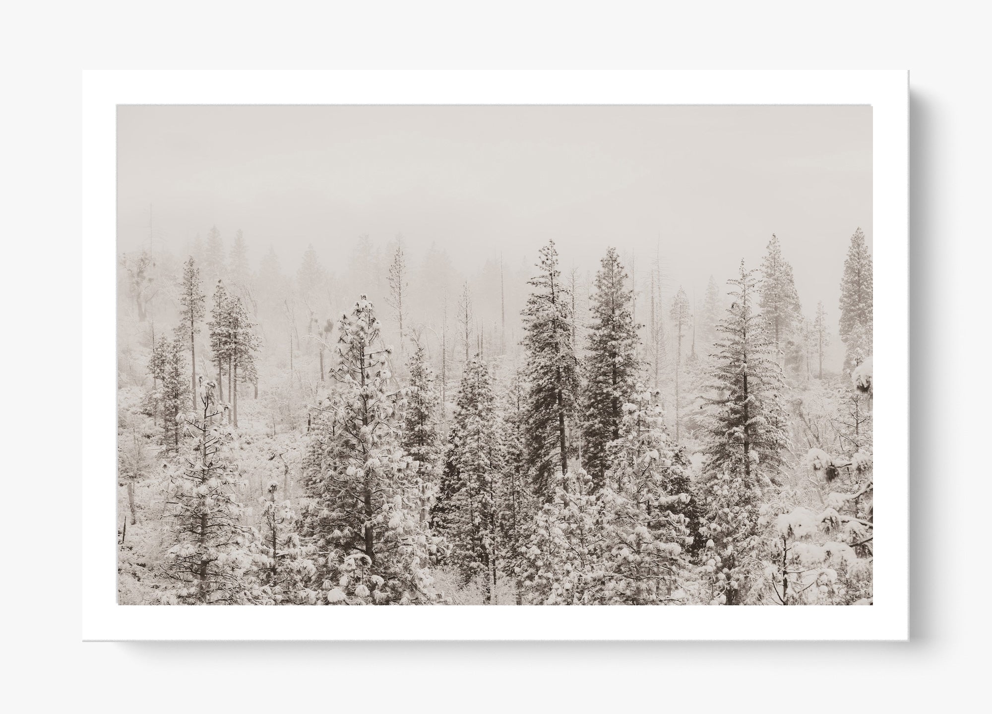 Snowfall In Yosemite