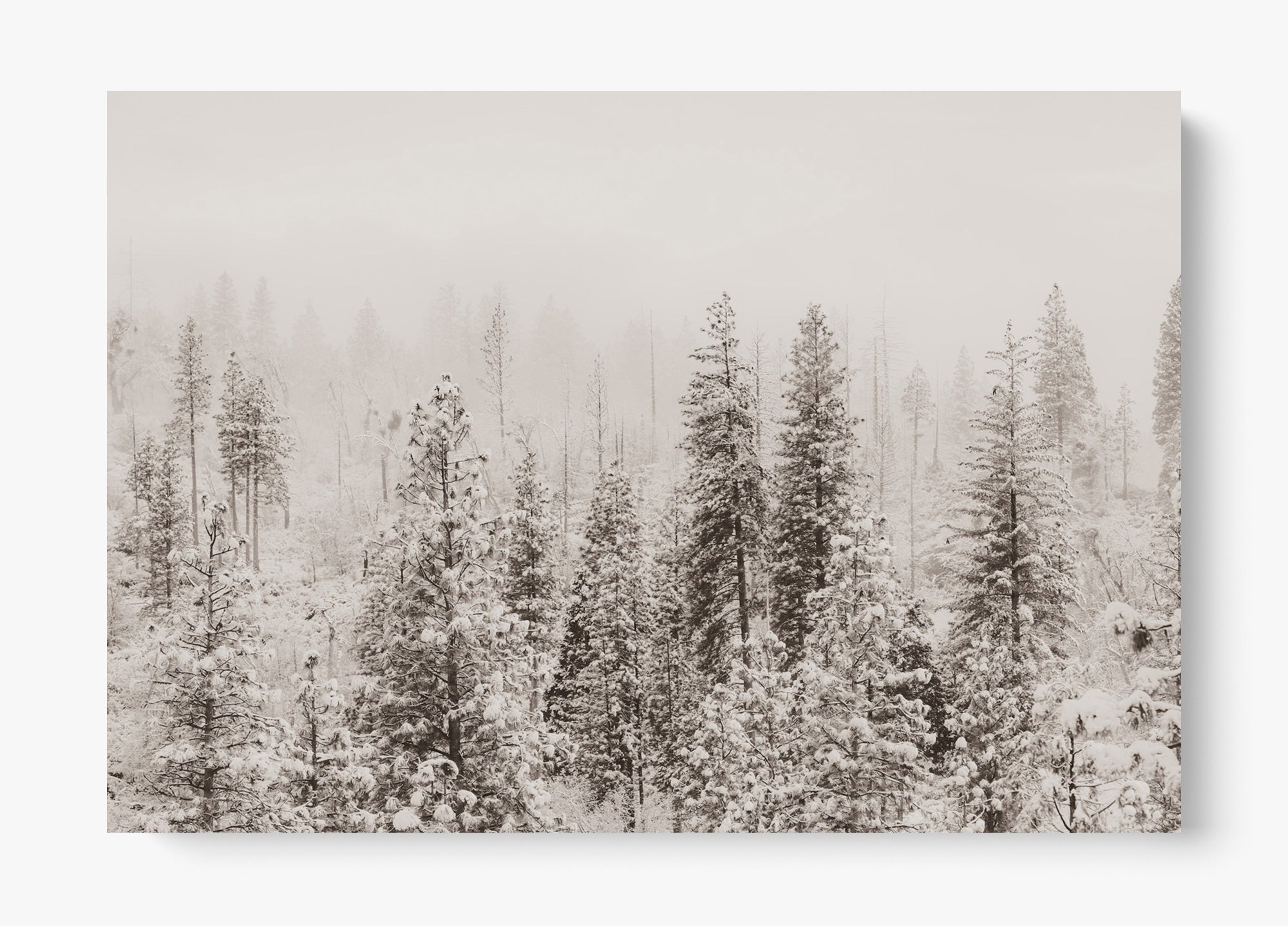 Snowfall In Yosemite