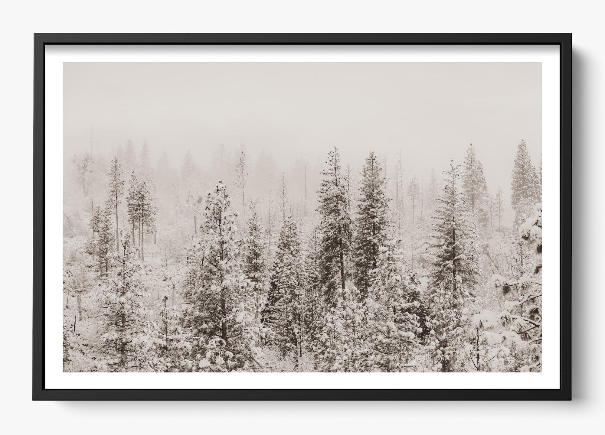 Snowfall In Yosemite