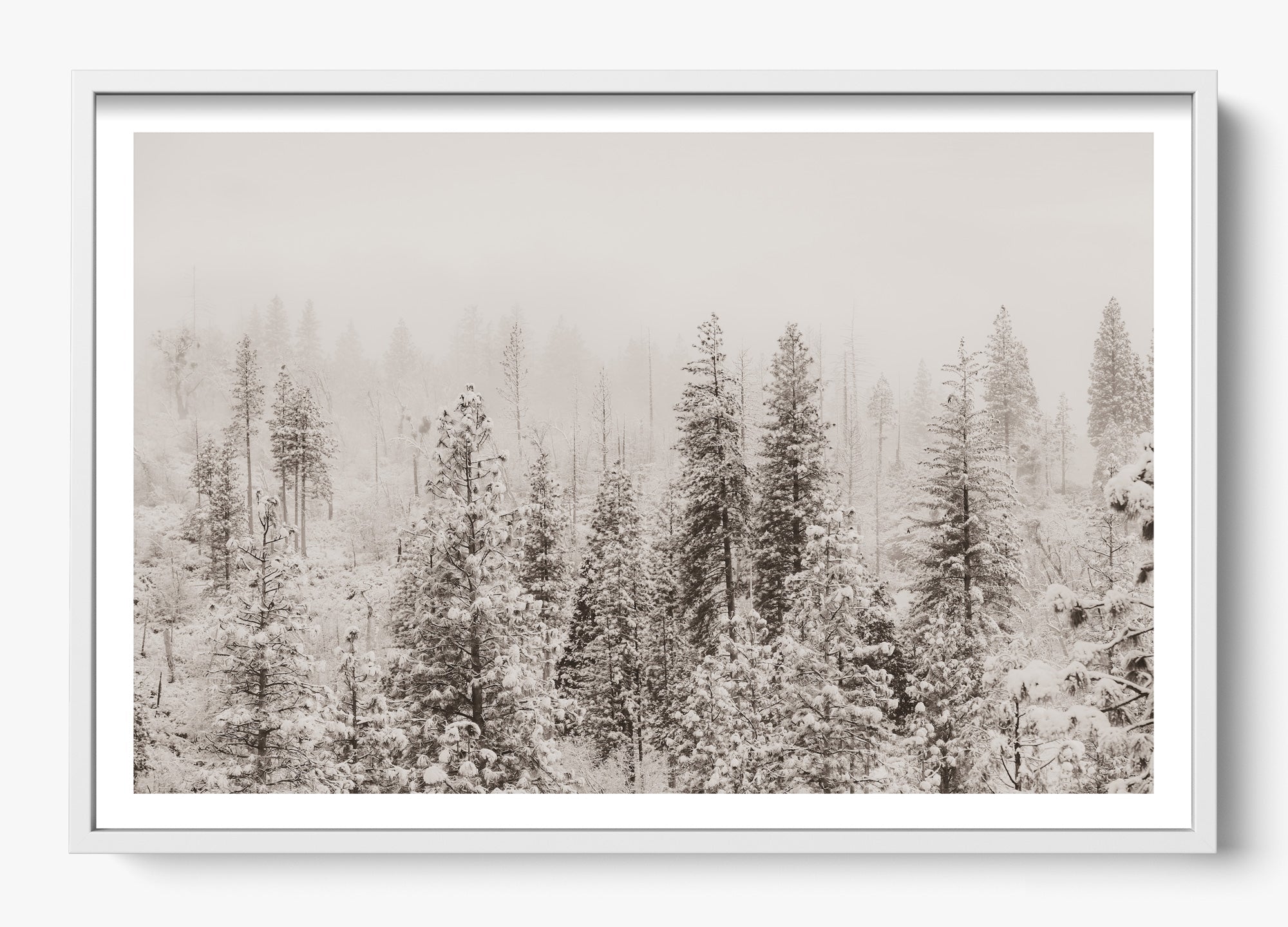 Snowfall In Yosemite