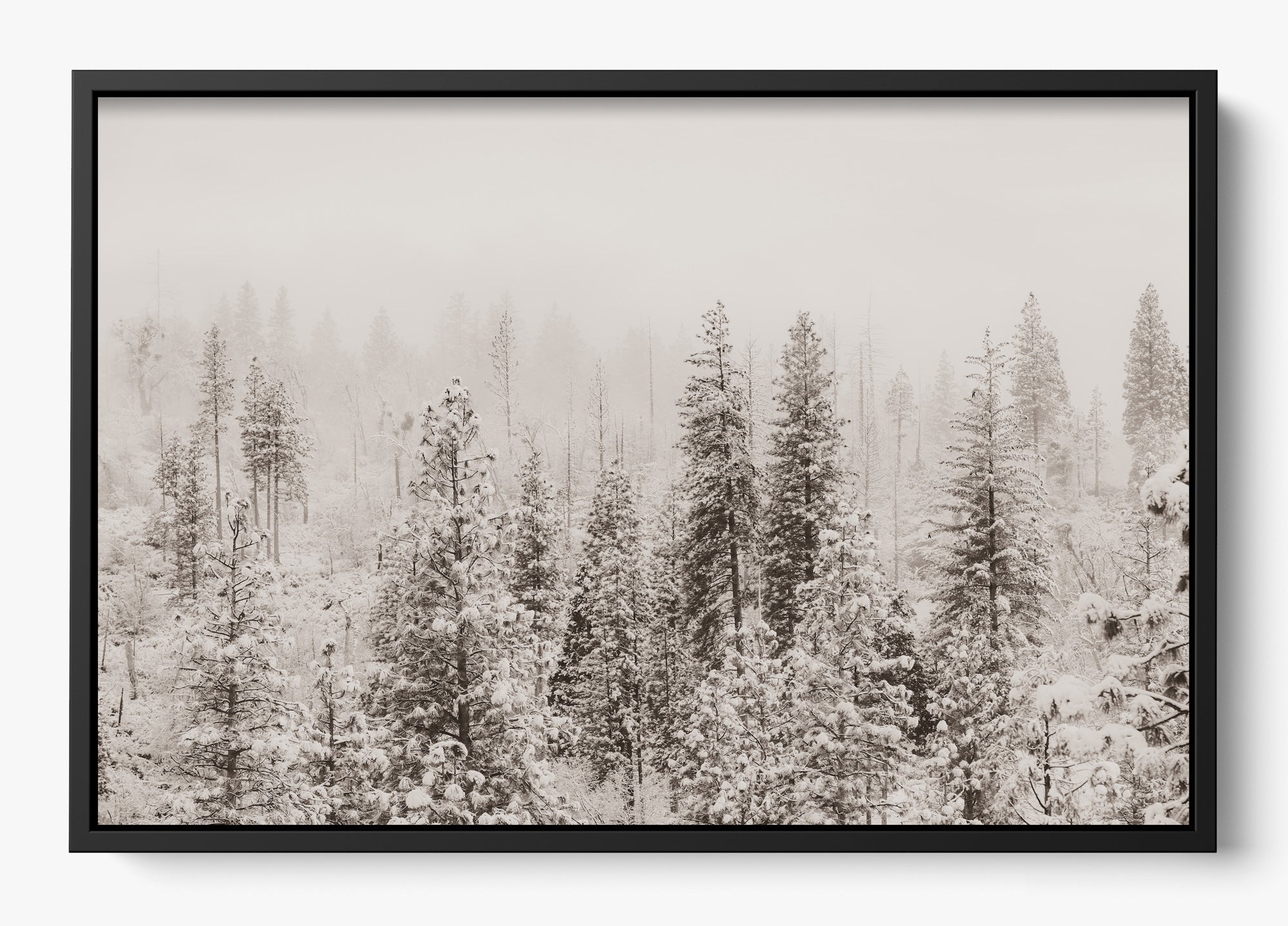 Snowfall In Yosemite