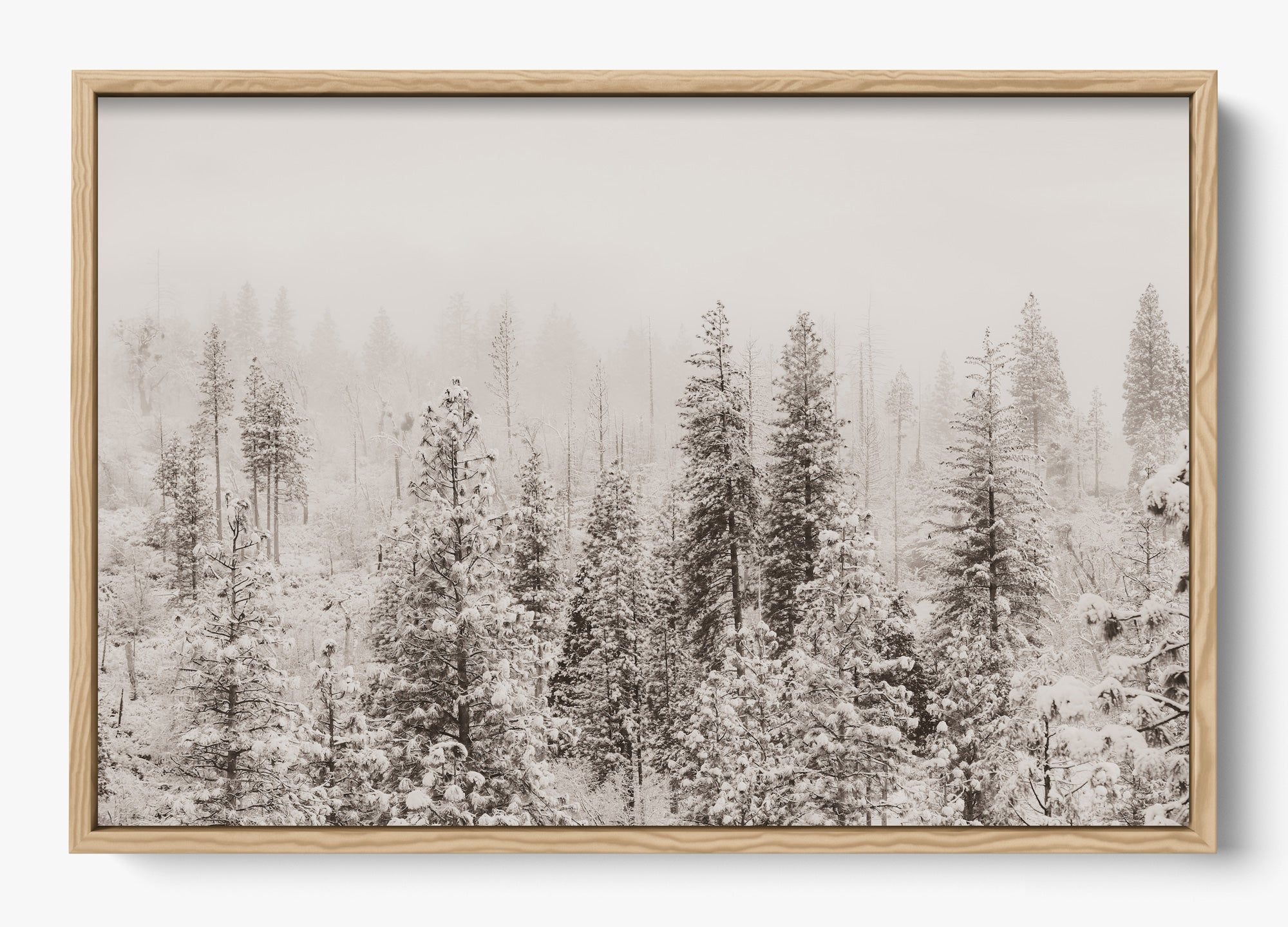 Snowfall In Yosemite