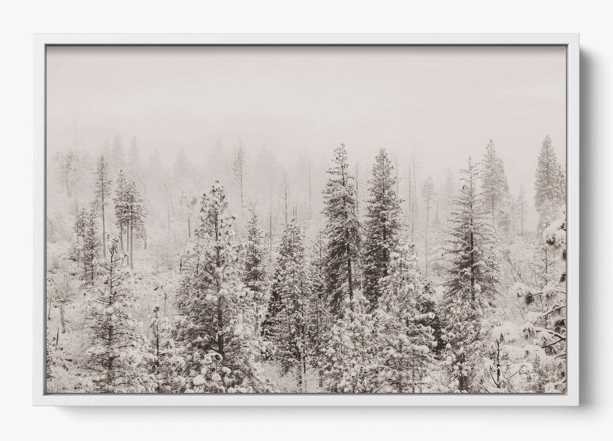 Snowfall In Yosemite